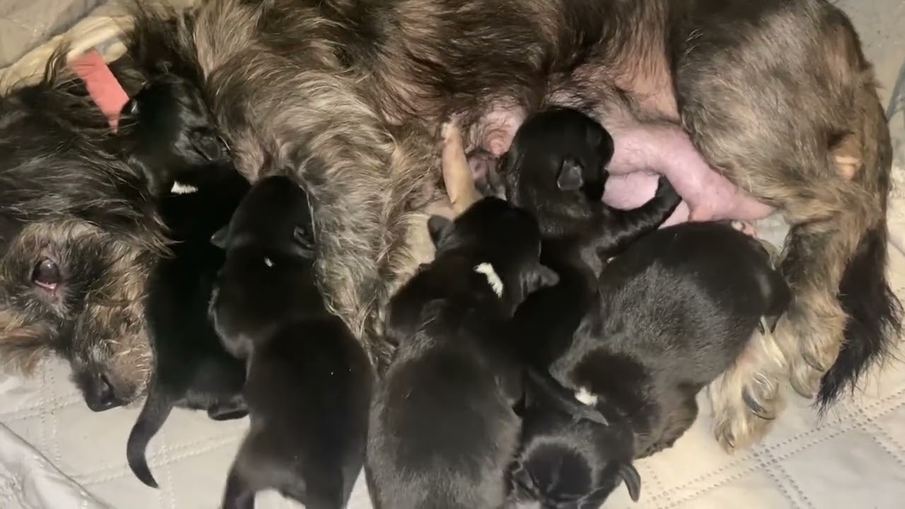 ￼ Malti-pug beagle mix pups (￼ Maltese beagle pug mix pups) ￼throughout their 1 week of life