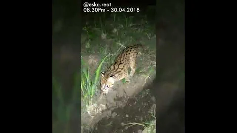 Video 4396251: kucing asian leopard, wild asian leopard cat