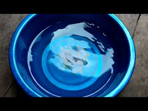 Video: Berapa lama agar jello mengeras?