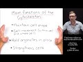 Cytoskeleton Quiz
