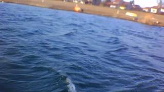 10.01.2019. Liske U Bijegu