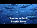 Species in Peril:  Saving the Bluefin Tuna