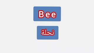 '' Bee ..  ترجمة كلمة انجليزية الى العربية - ''   نحلة