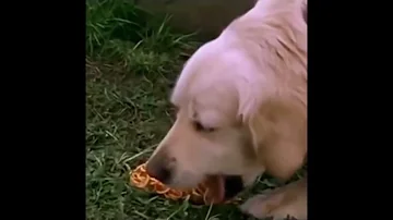 Dog vomits spaghetti, but it's in reverse.