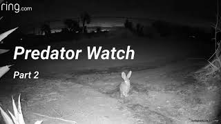 Predator Watch: Part 2