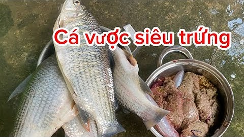 Mổ cá vược siêu trứng # VINH TV
