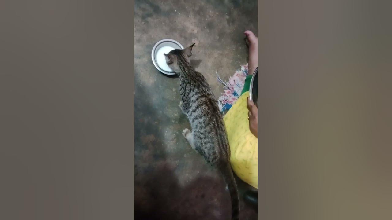 Maa Mujhe Khana De Do Billi Mausi Meow Boli YouTube maa-mujhe-khana-de-do-billi-mausi-meow-boli-youtube