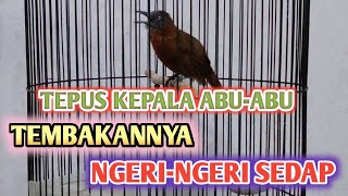 TEPUS KEPALA ABU-ABU GACOR