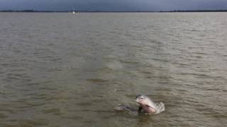 Dolphins in the Commewijne River - Paramaribo, Suriname