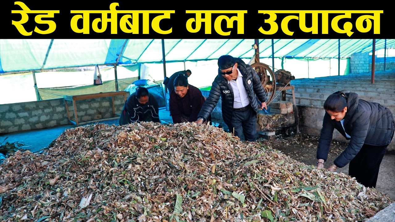रेड वर्मबाट प्राङ्गारिक मल उत्पादन र रैथाने बिउको संरक्षणमा समर्पित — वालिङ प्रोडक्ट