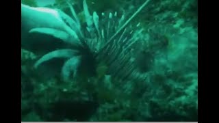 Подводная охота: Florida