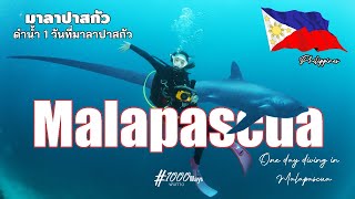 🇵🇭EP.2 ชีวิต!! การดำน้ำ1วัน กับฉลามหางยาว ที่มาลาปาสกัว l 1 day diving with Thresher Shark.