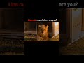 The greatest friendship between lion and the dog #viral #shorts #youtube #video