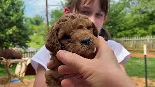 Puppies 5- week birthday... socialization training