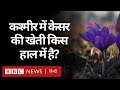 Kashmir के Pulwama में केसर की खेती और कारोबार करने वाले किस हाल में हैं? (BBC Hindi)