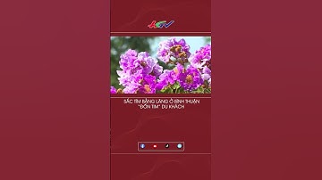 Sắc tím bằng lăng ở Bình Thuận “đốn tim” du khách  #MCVShorts #shorts #bằnglăngtím