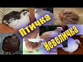 Перепела Породы перепелок Плюсы Минусы содержания