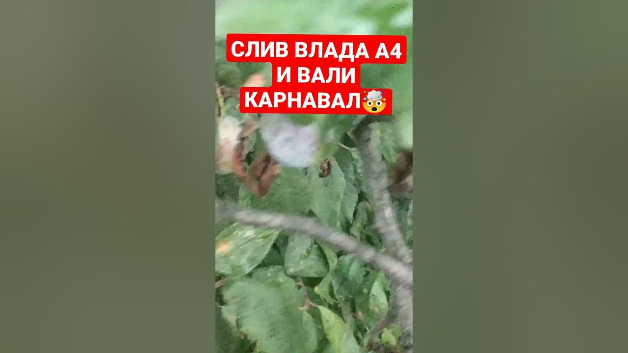 Новые фото сливы вали карнавал