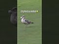 Pebble Beach seagulls just want to help 😅