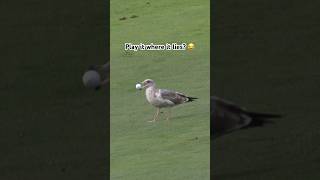 Pebble Beach seagulls just want to help 😅