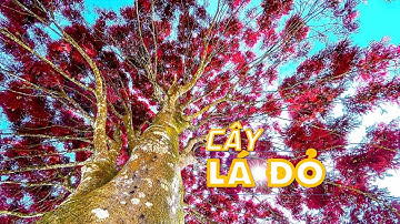 Cảnh đẹp Bảo Lộc từ trên cao #39 | Cây Lá Đỏ ở Bảo Lộc