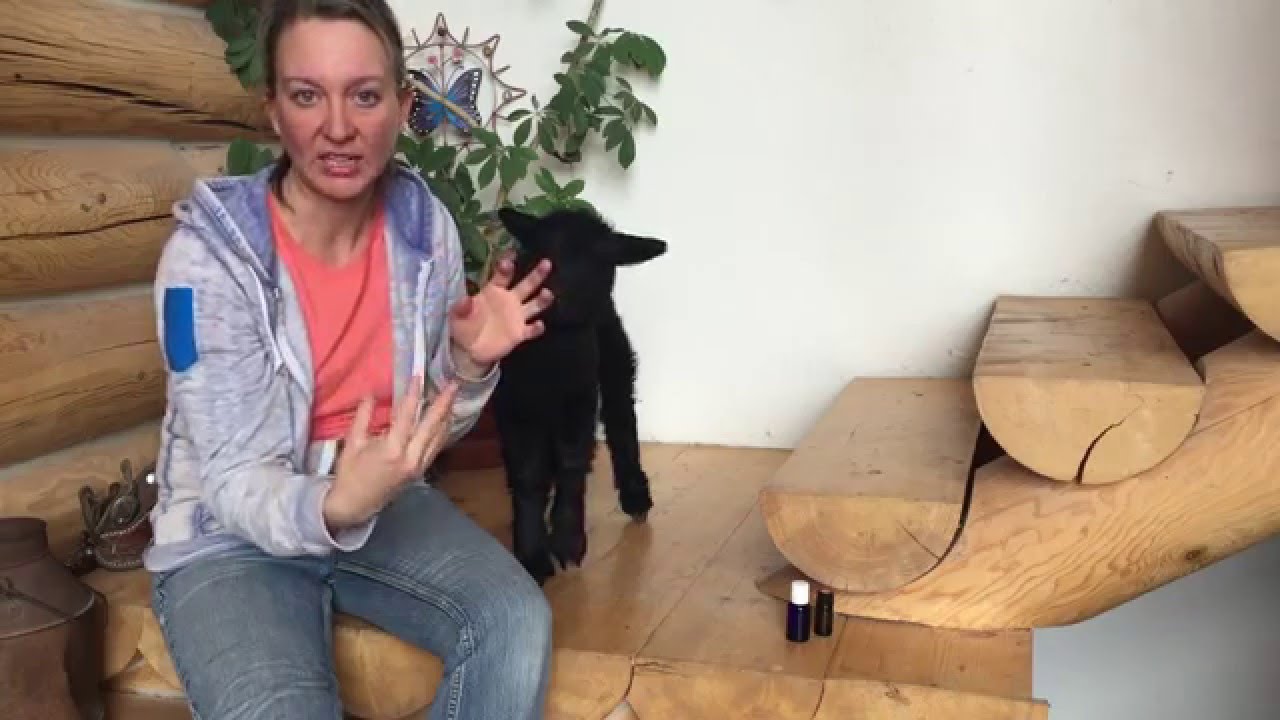 Use Natural Medicine on Sheep YouTube