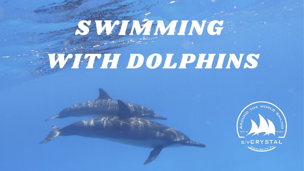 Swimming with wild dolphins | 7 fun facts about dolphins |  SV Crystal - Sailing Around the World