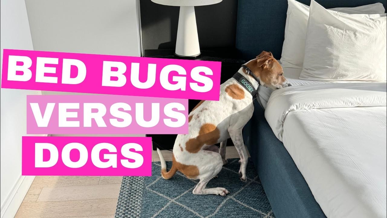 bet-ya-didn-t-know-that-dogs-can-sniff-out-bed-bugs-youtube