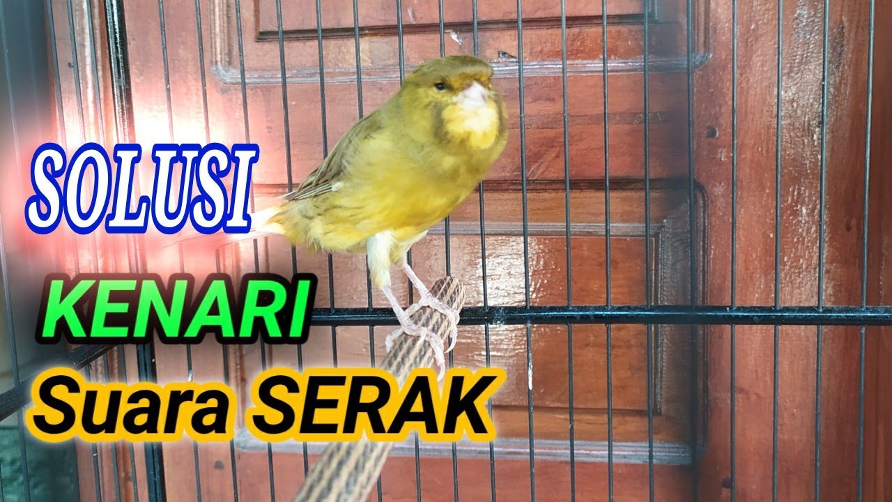 cara mengobati kenari serak dan hilang suaranya