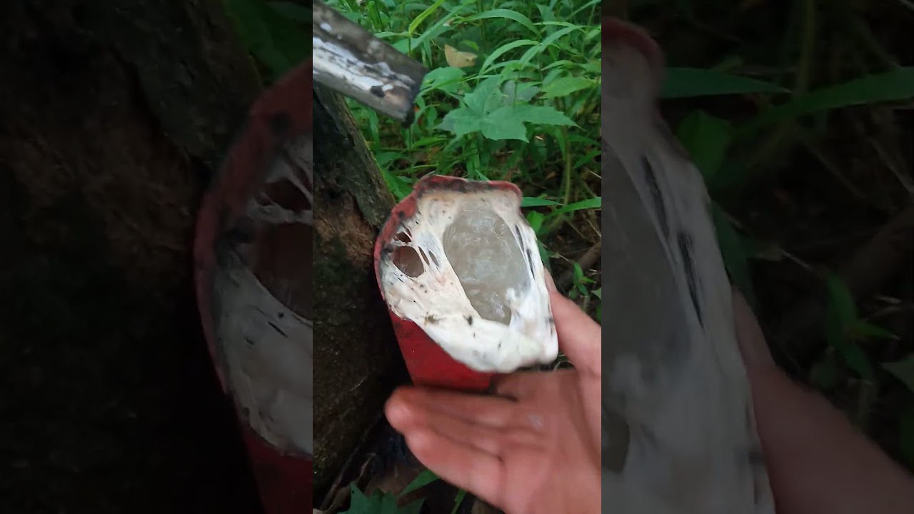 rubber tapping."Wow, it turns out it's just water.". 