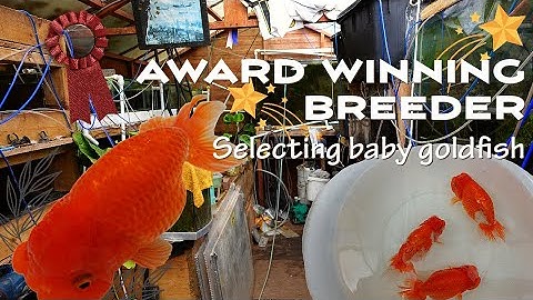 SECRET Top view Ranchu breeder | Show winning fish | Raising a new GRAND CHAMPION?