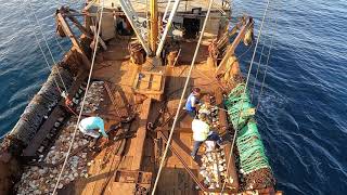 Commercial fishing for scallops Area 2 ,July 2021 f/v Michigan