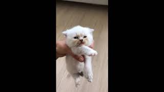 Scottish Fold kittens by Cat Facts -Official- 49 views 4 years ago 2 minutes, 18 seconds