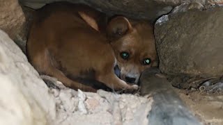 The Mother Of A Stray Dog Hides Under A Rock With Her Child, Her Eyes Full Of Fear