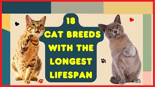 18 Cat Breeds With The Longest Lifespans