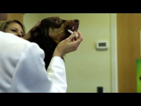Video: Bordetella Bronchiseptica hos hunder