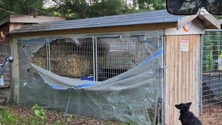 "Bear damage repair"🙄 in Paradise Creek with Goofy Duck George and the Crew 