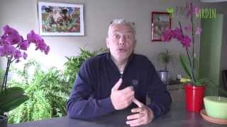 Cochenille Cest Quoi Et Comment Sen Débarrasser ?