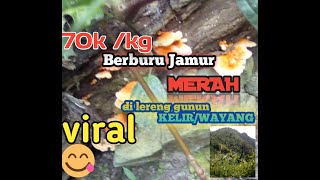 Jamur Merah Seharga 70K-100K Kg 