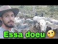 A lida continua LEVEI UM COICE NA CANELA 😟