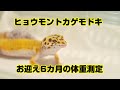 ヒョウモントカゲモドキお迎え6カ月の体重測定