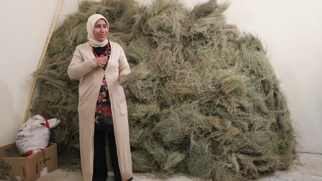 مهرجان بولمان للزعفران والنباتات الطبية والعطرية النسخة الاولى: المدارات السياحية سرغينة 2025/10/18