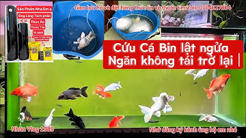 Cứu Cá Bị Ngửa Bụng và Phương Pháp Không Tái Ngửa Bụng - Hồ Cá Chép Phi Tần Đẹp.