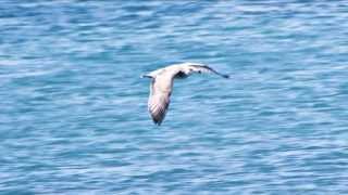 flying seagulls sea birds