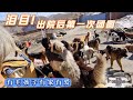 泪目！ 出院后的第一炖団圆饭，舅舅做了6个菜，有毛孩子有家有爱   －Dog rescue in China  20210312