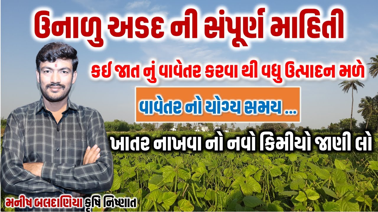 ઉનાળુ અદડ ની સંપૂર્ણ માહિતી, ઉનાળુ અડદ ની ખેતી, ગુજરાત અડદ 2 @MANISHBALDANIYA