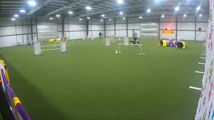 Nitro, AKC Agility; Excellent Regular Jumps with Weaves (JWW) Q1