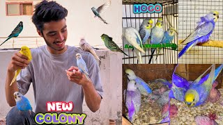 Itny saryy budgies le liye😱🐣|New budgies colony
