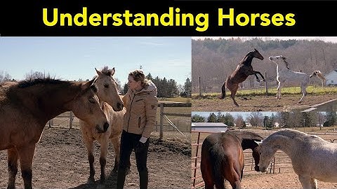 Horse Behavior and Body Language 🐴