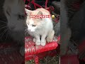 MASZ NAPNIJ 😂😂😂 #funnymoments #shorst #graoplon #viral #cat #ursus